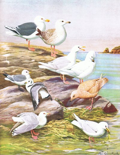 東部および中央北アメリカのパブのアメリカの鳥の自然史からのイラスト。 Bramhall House c.1970より 作： Louis Agassiz Fuertes