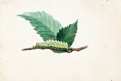 ギザギザの葉っぱの縁のキャタピラ... 19世紀末から20世紀初頭にかけて 作： Louis Agassiz Fuertes