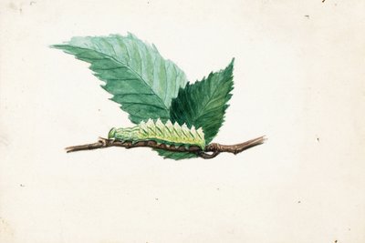 ギザギザの葉の縁のアオムシ、『動物界における色彩の隠し方』のための研究 作： Louis Agassiz Fuertes