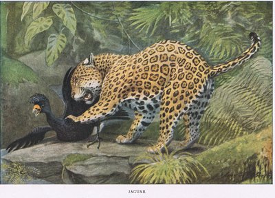 ジャガー 作： Louis Agassiz Fuertes