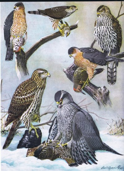 鋭い肌のタカ、クーパーズホーク、東部オオタカ 作： Louis Agassiz Fuertes