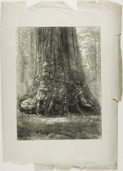 ねじれた木 作： Louis Auguste Lepère