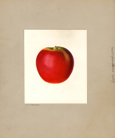 リンゴ（Malus domestica: No.57）（水彩） 作： Louis Charles Christopher Krieger