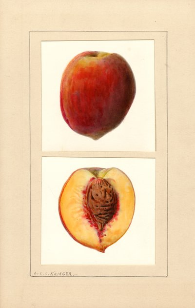 桃：10番 （水彩画 作： Louis Charles Christopher Krieger