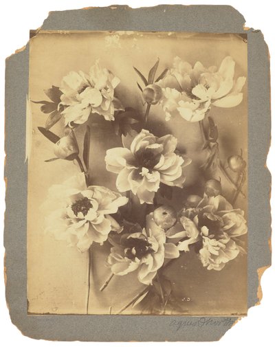 ティファニー スタジオ、1898～1920年頃（写真白黒） 作： Louis Comfort Tiffany