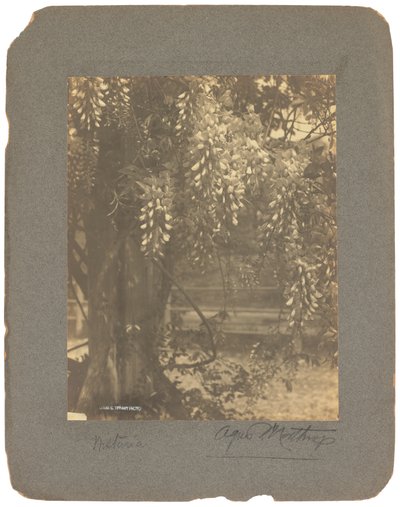 ティファニー スタジオ、1898～1920年頃（写真白黒） 作： Louis Comfort Tiffany