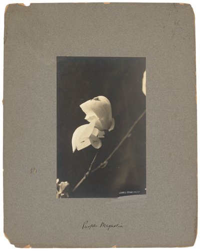 ティファニー スタジオ、1898～1920年頃（写真白黒） 作： Louis Comfort Tiffany