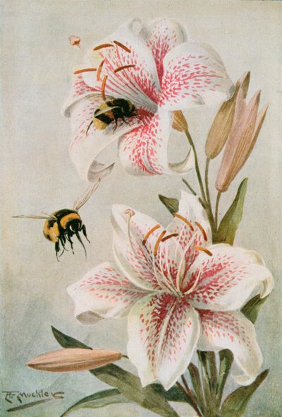 ミツバチとユリ、William J. Claxton 作「Stories of Insect Life」のイラスト 作： Louis Fairfax Muckley
