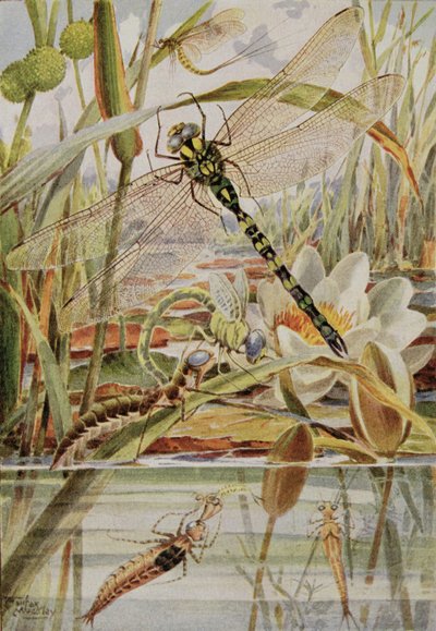 トンボとカゲロウ、ウィリアム J. クラクストンの「昆虫の物語」のイラスト 作： Louis Fairfax Muckley