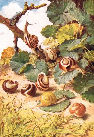 Land Snails、「Country Days & Country Ways」のイラスト（カラーリソ） 作： Louis Fairfax Muckley