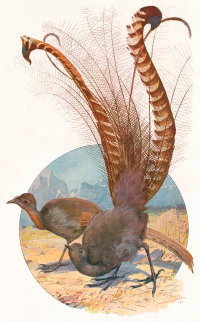 竪琴の鳥」、1911年、1911年 作： Louis Fairfax Muckley