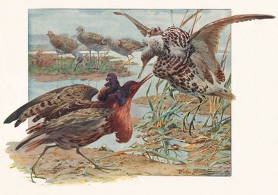 ラフとリーブス、c1910、1911 作： Louis Fairfax Muckley