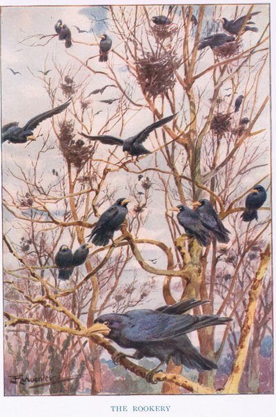 The Rookery、「Country Ways and Country Days」のイラスト（カラーリソ） 作： Louis Fairfax Muckley