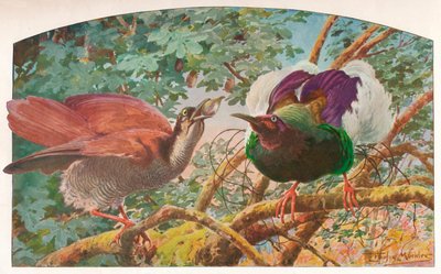 Twelve-wired Birds of Paradise、c1910、1911 作： Louis Fairfax Muckley