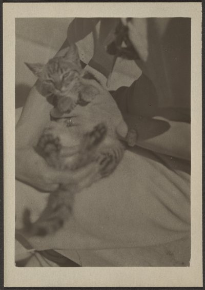 猫 作： Louis Fleckenstein