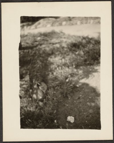 [アヒルのいる風景］ 作： Louis Fleckenstein