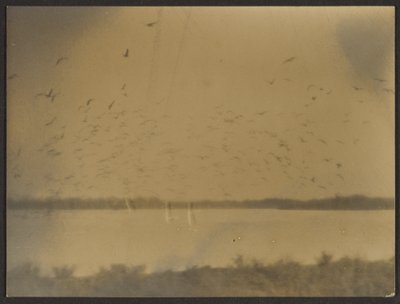 [鳥のいる風景］ 作： Louis Fleckenstein