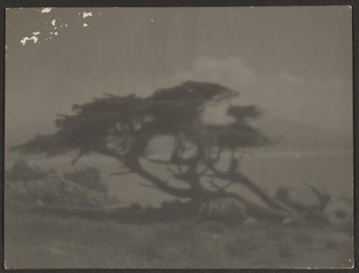 [ヒノキのある風景］ 作： Louis Fleckenstein
