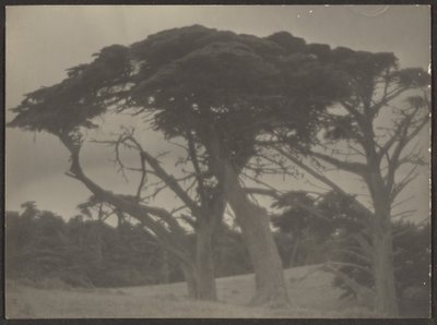 [ヒノキのある風景］ 作： Louis Fleckenstein