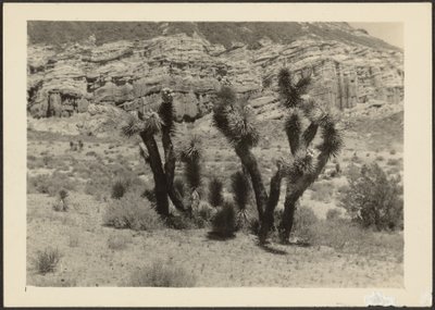 [ジョシュアの木のある風景］ 作： Louis Fleckenstein