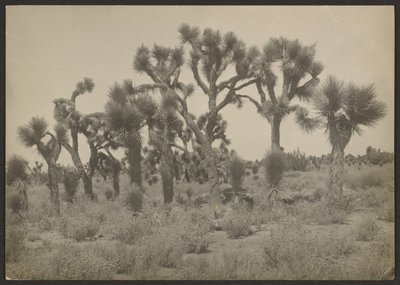 [ジョシュアの木のある風景］ 作： Louis Fleckenstein
