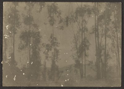 [高木のある風景］ 作： Louis Fleckenstein