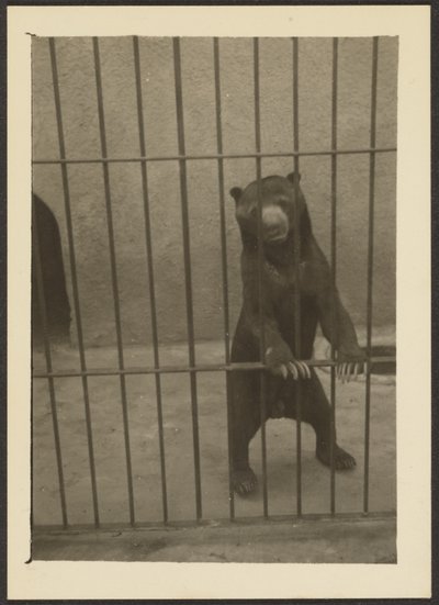 [檻の中のナマケグマ］ 作： Louis Fleckenstein
