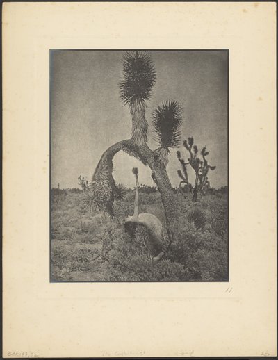  作： Louis Fleckenstein