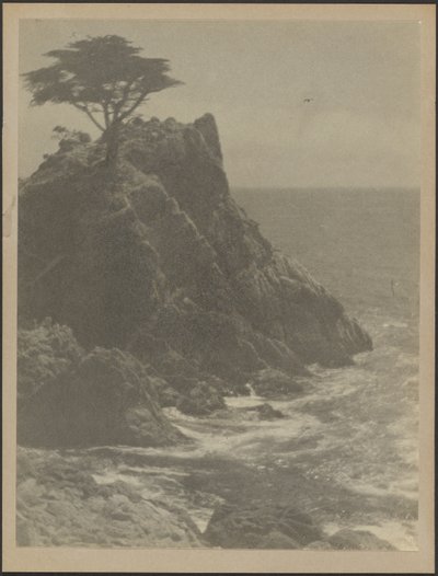 [岩だらけの海岸線の木］ 作： Louis Fleckenstein