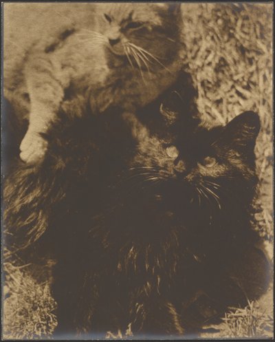 [二匹の猫］ 作： Louis Fleckenstein