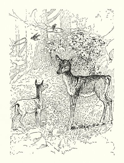 子鹿と母親（リトグラフ） 作： Louis John Rhead