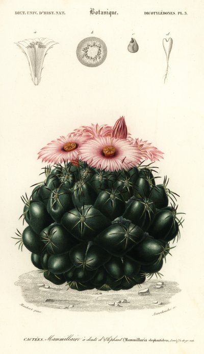 ハチの巣サボテン、Coryphantha elephantidens、1849 年 (彫刻) 作： Louis Joseph Edouard Maubert