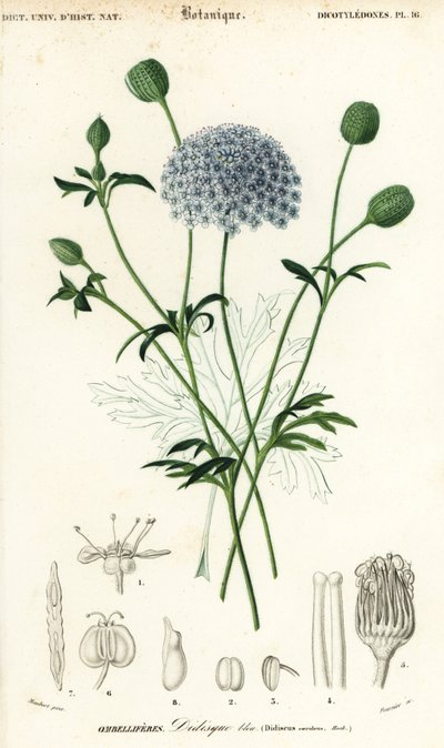 青いレースの花、Trachymene coerulea。 、1849年（彫刻） 作： Louis Joseph Edouard Maubert