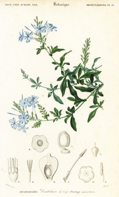 ケープリードワート、Plumbago auriculata、1849年（彫刻） 作： Louis Joseph Edouard Maubert