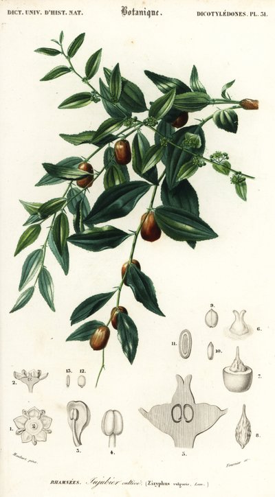 中国の日付またはナツメ、ジジフス ナツメ。 、1849年（彫刻） 作： Louis Joseph Edouard Maubert