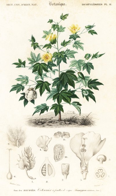 ワタ植物、ゴシピウム・バルバデンス、1849年（彫刻） 作： Louis Joseph Edouard Maubert