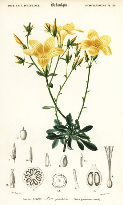 亜麻、アマ、1849年（彫刻） 作： Louis Joseph Edouard Maubert