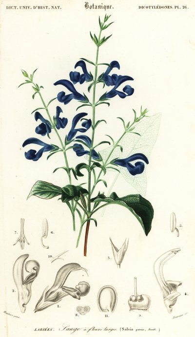 リンドウセージまたは拡散セージ、サルビアパテン、1849年（彫刻） 作： Louis Joseph Edouard Maubert