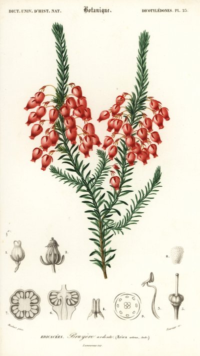 輝くヒース、エリカ・アーデンス。 、1849年（彫刻） 作： Louis Joseph Edouard Maubert