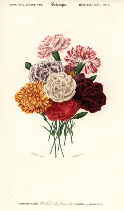 カーネーションのグループ、ダイアンサス カリオフィルス。 、1849年（彫刻） 作： Louis Joseph Edouard Maubert