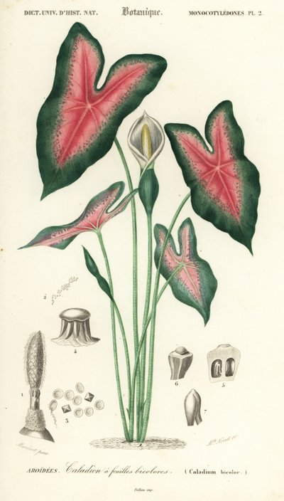 イエスの心、二色カラディウム。 、1849年（彫刻） 作： Louis Joseph Edouard Maubert