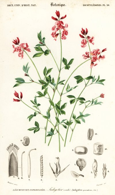藍草、Indigofera リクライニング。 、1849年（彫刻） 作： Louis Joseph Edouard Maubert