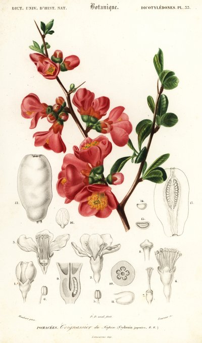 カリン、Chaenomeles japonica、1849年（彫刻） 作： Louis Joseph Edouard Maubert