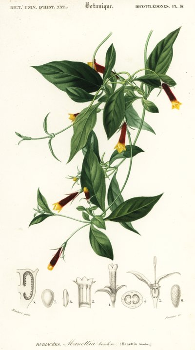 マネッティア・ルテオルブラ。 、1849年（彫刻） 作： Louis Joseph Edouard Maubert
