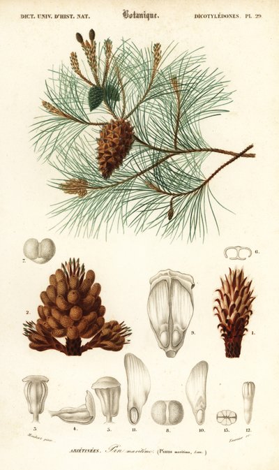 海岸松またはクラスター松、Pinus pinaster.、1849 年 (彫刻) 作： Louis Joseph Edouard Maubert