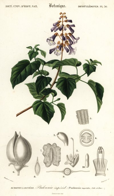 プリンセス ツリー、エンプレス ツリーまたはジギタリス ツリー、Paulownia tomentos、1849 年 (彫刻) 作： Louis Joseph Edouard Maubert
