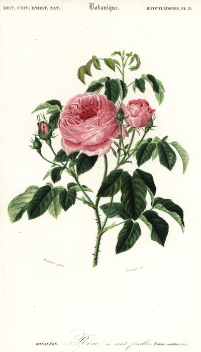 プロヴァンス ローズ、ローザ x センチフォリア、1849 年 (彫刻) 作： Louis Joseph Edouard Maubert