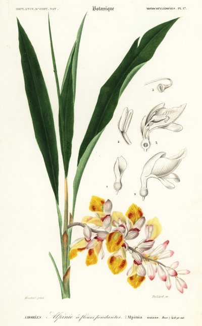 シェルフラワー、ゲットウ。 、1849年（彫刻） 作： Louis Joseph Edouard Maubert