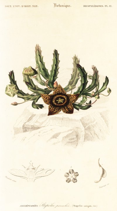 星の花、Orbea variegata.、1849 年 (彫刻) 作： Louis Joseph Edouard Maubert