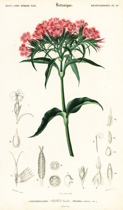 スイート ウィリアム、ダイアンサス barbatus、1849 年 (彫刻) 作： Louis Joseph Edouard Maubert